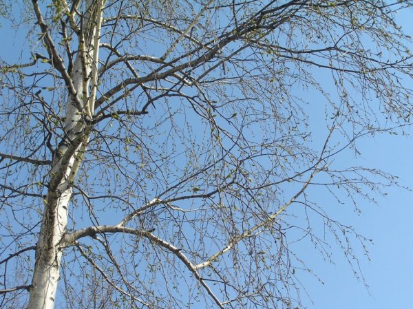 Берёза рисунок карандашом