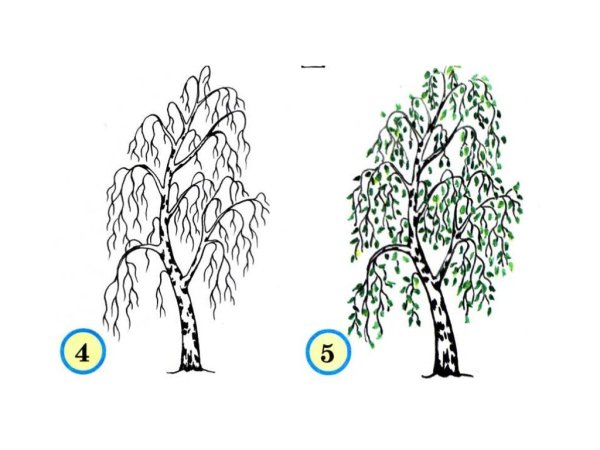 Береза осенью зимой весной