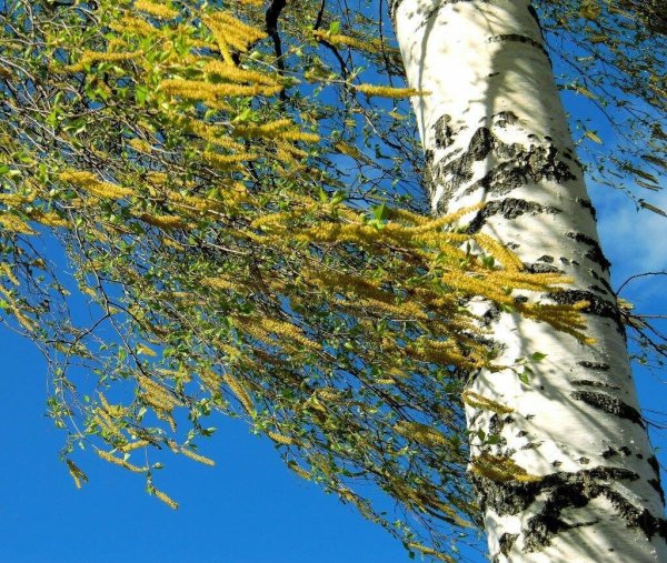 Рисование березы