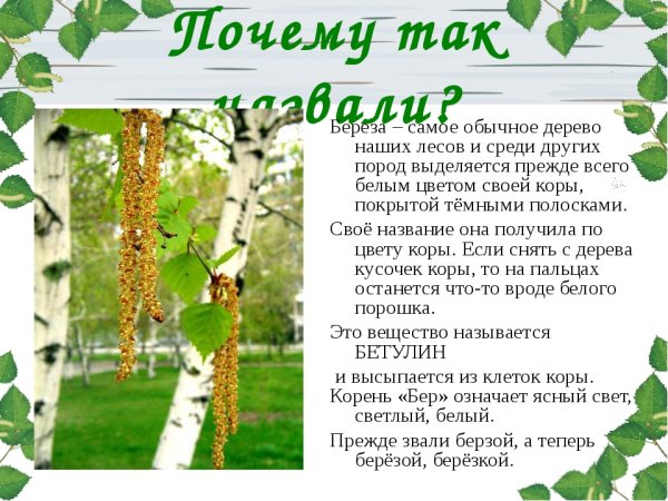 Рисование зимняя береза