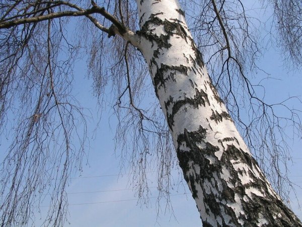 Берёза повислая весной