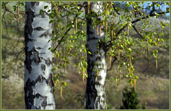 Лиственные деревья береза