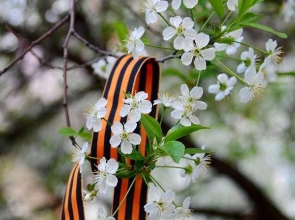 Весна победа цветы