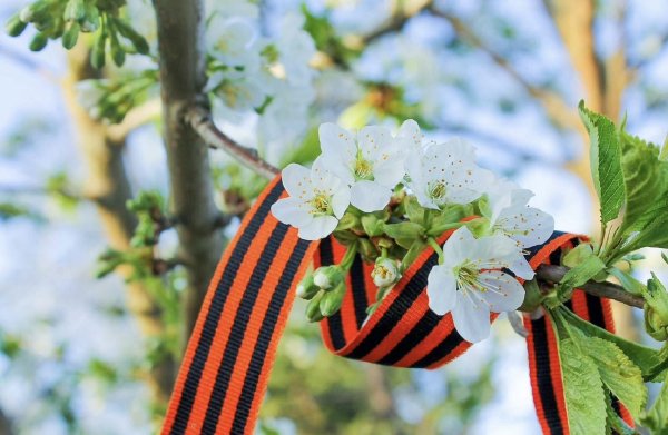 9 Мая сирень Победы