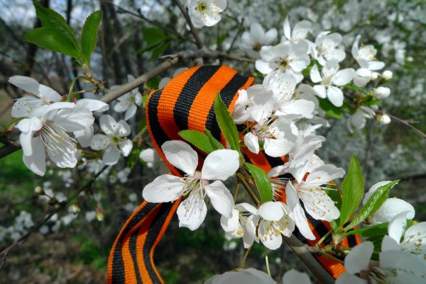 Весна победа цветы