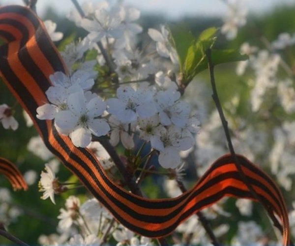 Цветущие яблони Георгиевская лента