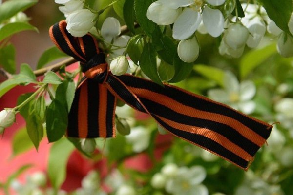 Сирень Победы