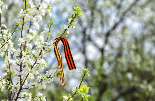 9 Мая небо цветы