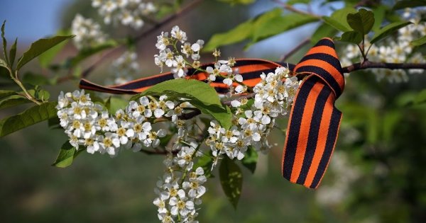 Цветущая яблоня и Георгиевская лента