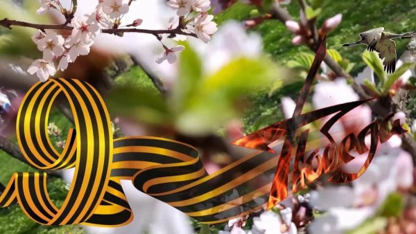 Цветущая яблоня 9 мая