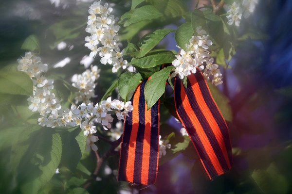 9 Мая сирень