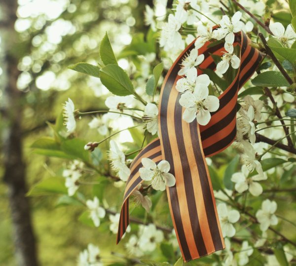 Цветущая яблоня и Георгиевская лента