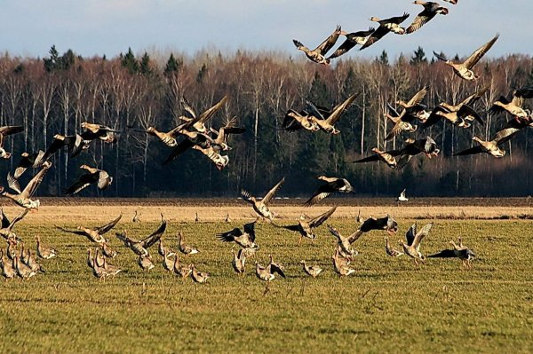 Прилетают перелетные птицы