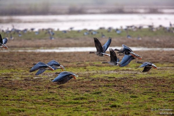Дикие гуси весной