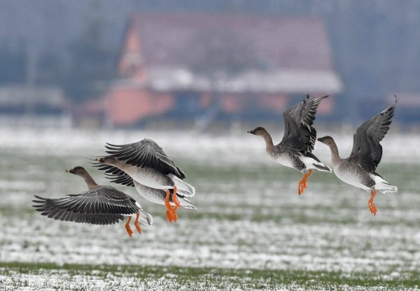 Гуси улетают