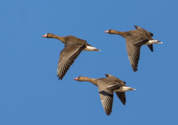 Дикие гуси перелетные птицы России