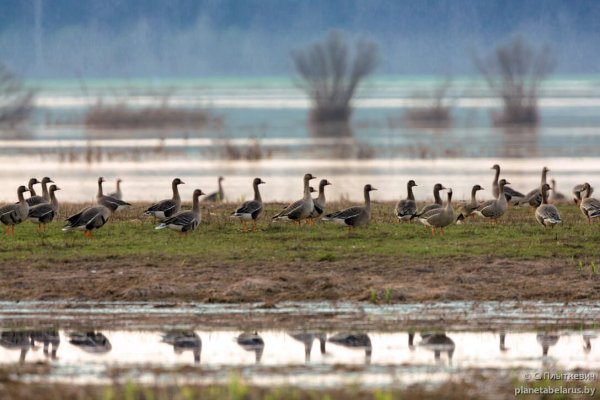 Пролеты гусей весной