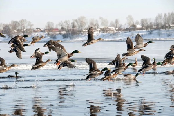 Охота на уток в Якутии