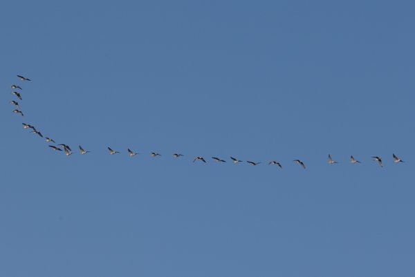 Прилет гусей весной