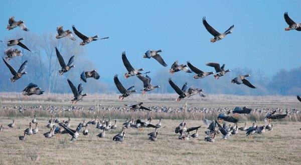 Олонец гуси
