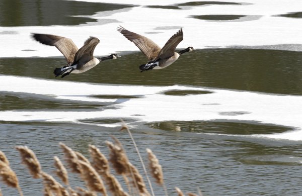 Птичий ручей