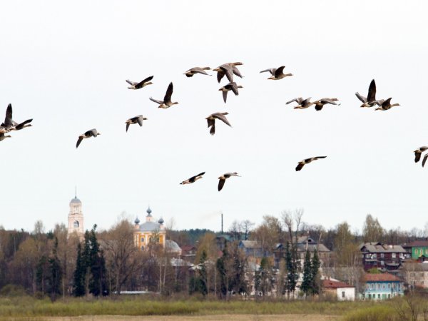 Гусиный заказник Кологривская Пойма