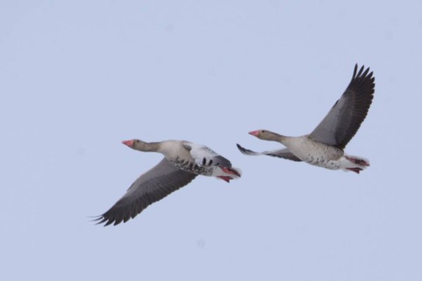 Перелет гусей