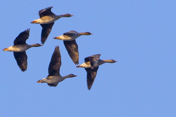 Стая серых гусей