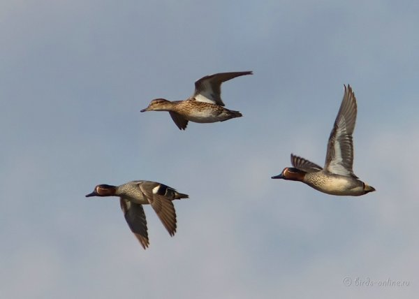 Перелетные птицы Приморского края утки