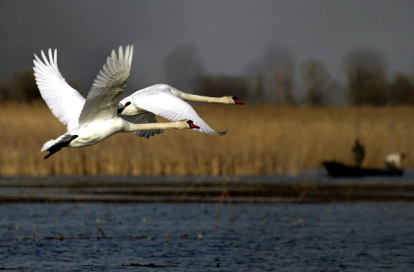 Лебеди улетают