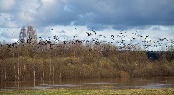 Грачи улетели