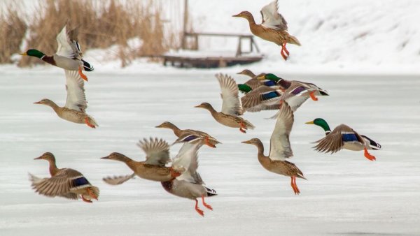 Утки Дикие летают