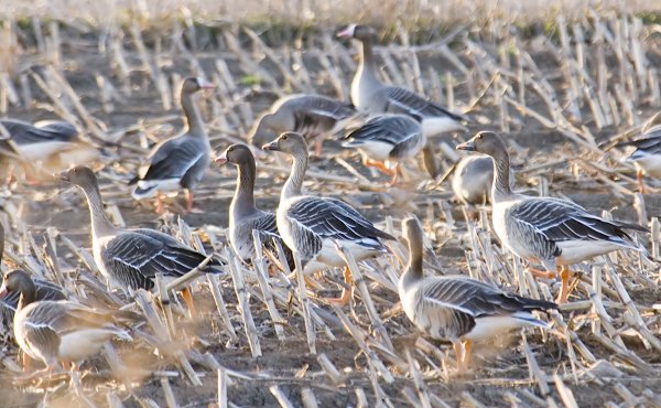 Стаи гуся гуменника