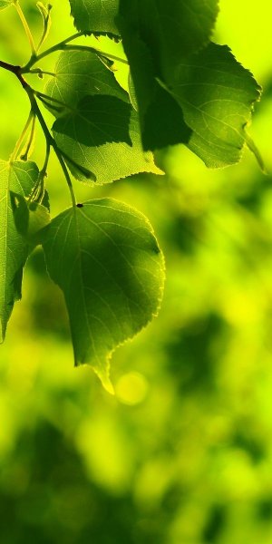 Весна природа