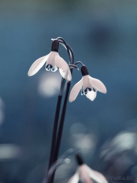 Летняя природа