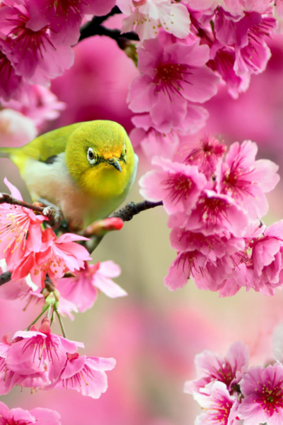 Весенние обои на телефон тюльпаны