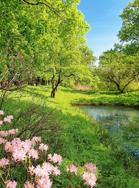 Весенние почки