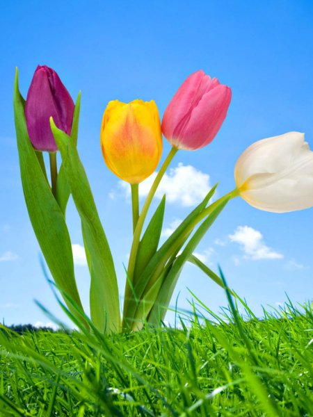 Цветы вертикальные