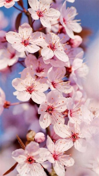 Цветущие деревья