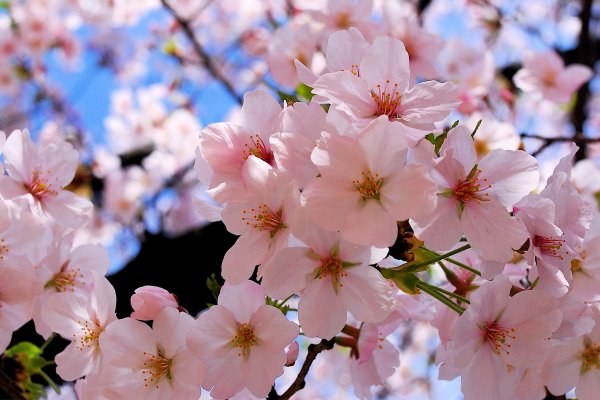 Яркая природа