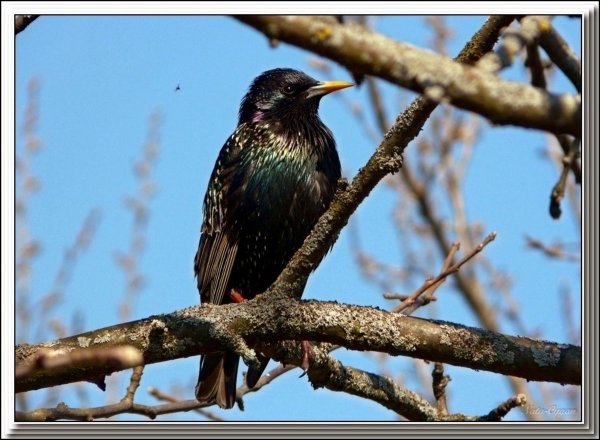 Скворец (Весна)