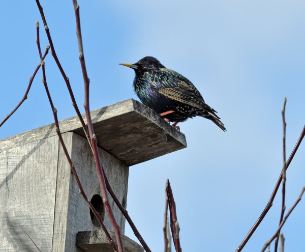 Весна птицы прилетели