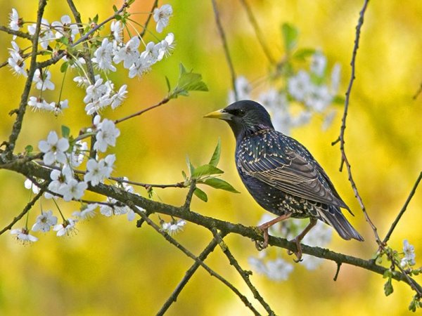 Весенние скворцы