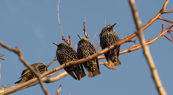 Скворцы на поле
