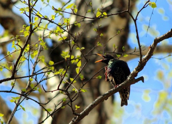 Прилет Скворцов весной