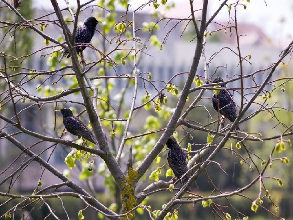 Весна птицы прилетели