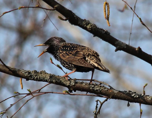 Скворец (Весна)