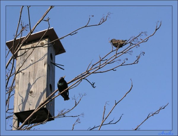 Весна скворцы прилетели