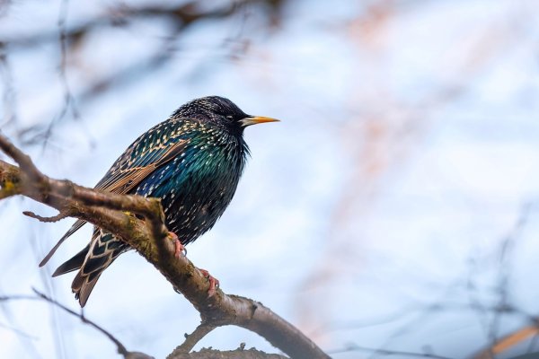 Скворец птица певчая