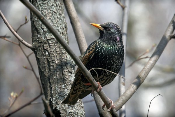 Скворцы прилетели